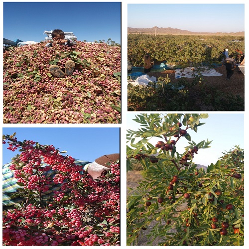 باغات  روستای خونیک سفلی