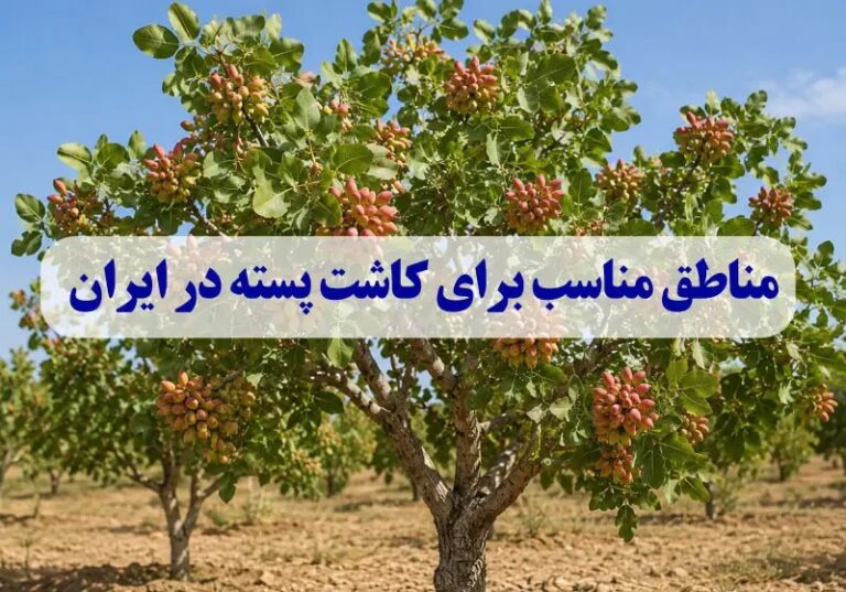 مناطق مناسب برای کاشت پسته در ایران