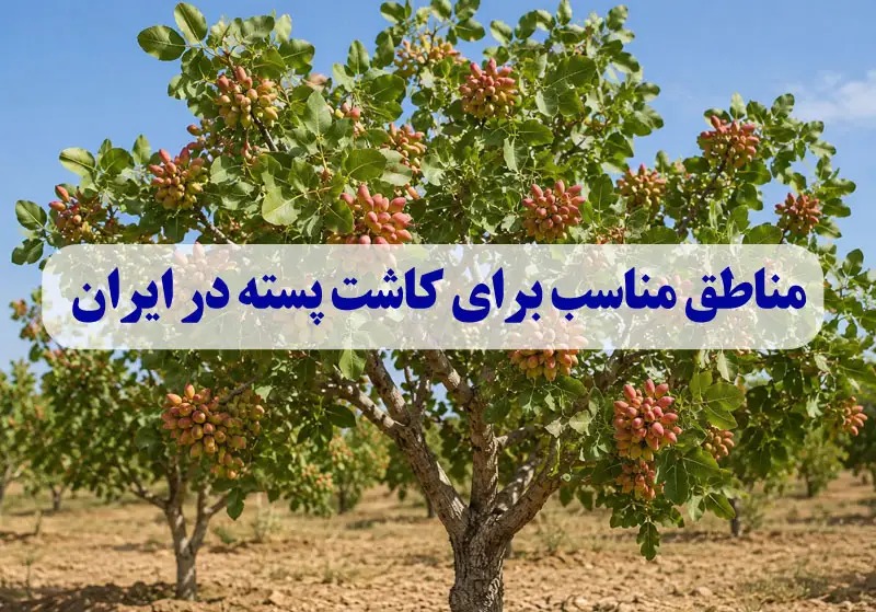 مناطق مناسب برای کاشت پسته در ایران